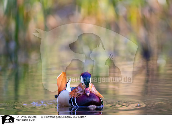 Mandarin duck / AVD-07096