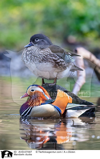 Mandarinenten / Mandarin ducks / AVD-07097