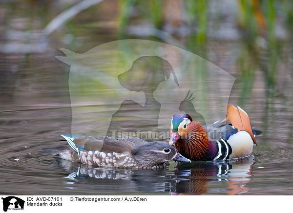Mandarinenten / Mandarin ducks / AVD-07101