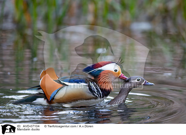 Mandarinenten / Mandarin ducks / AVD-07104