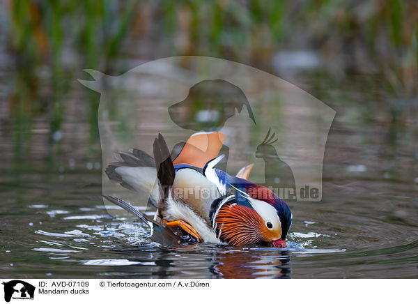 Mandarinenten / Mandarin ducks / AVD-07109