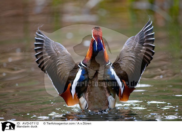 Mandarinente / Mandarin duck / AVD-07112