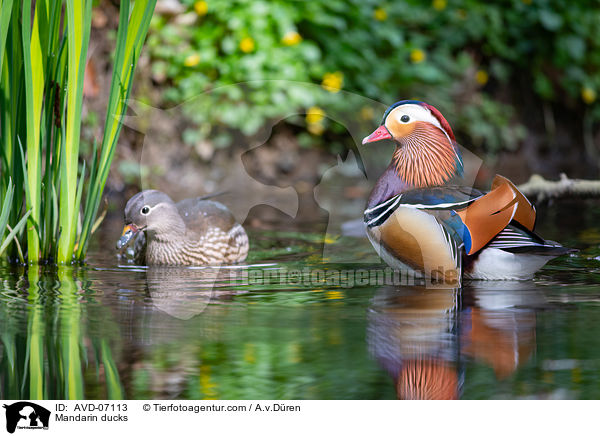 Mandarinenten / Mandarin ducks / AVD-07113