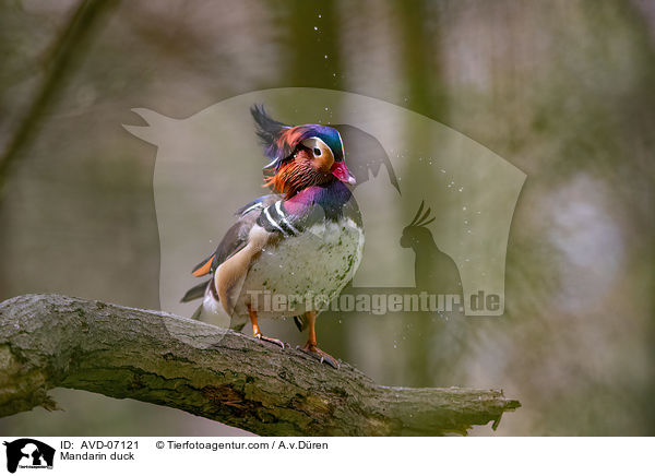 Mandarinente / Mandarin duck / AVD-07121