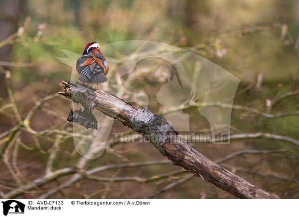 Mandarinente / Mandarin duck / AVD-07133