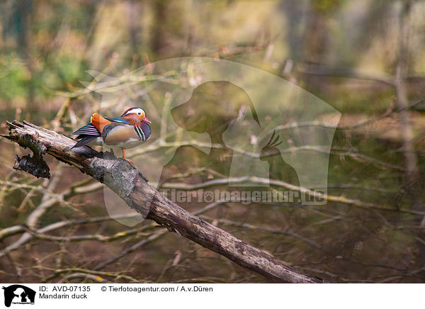 Mandarinente / Mandarin duck / AVD-07135