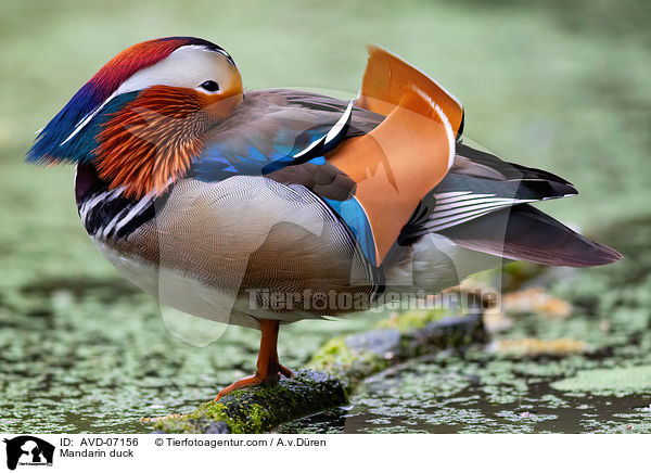 Mandarinente / Mandarin duck / AVD-07156