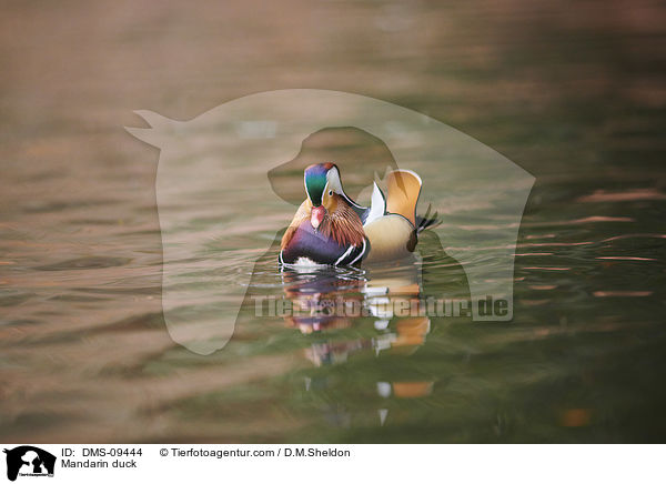Mandarinente / Mandarin duck / DMS-09444