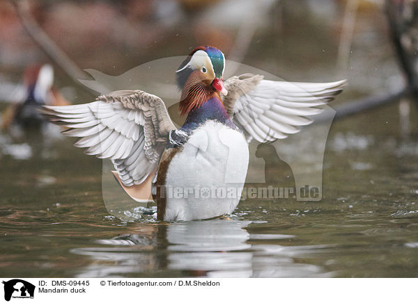 Mandarinente / Mandarin duck / DMS-09445