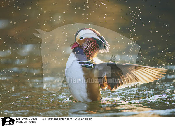 Mandarinente / Mandarin duck / DMS-09536