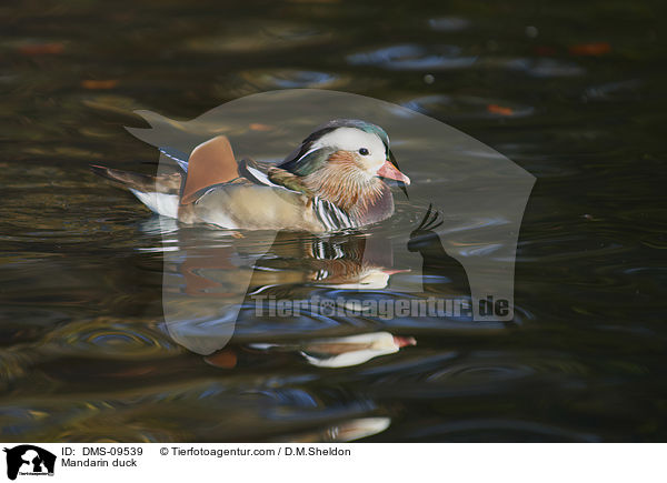 Mandarinente / Mandarin duck / DMS-09539