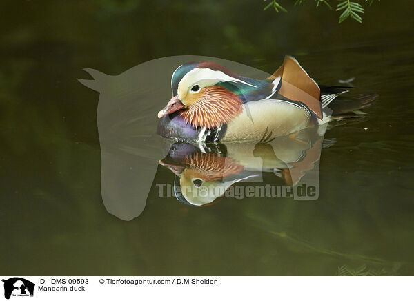 Mandarinente / Mandarin duck / DMS-09593