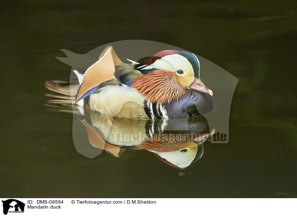 Mandarin duck / DMS-09594