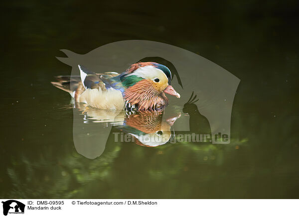 Mandarin duck / DMS-09595