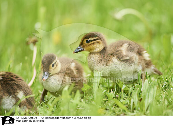 Mandarinenten Kken / Mandarin duck chicks / DMS-09596