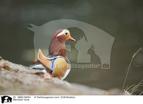 Mandarinente / Mandarin duck / DMS-09654