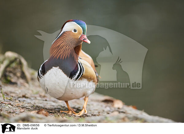 Mandarinente / Mandarin duck / DMS-09656