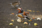 mandarin duck