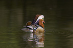 Mandarin duck