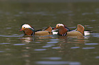 Mandarin duck