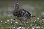 Mandarin duck