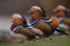 Mandarin ducks