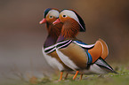 Mandarin ducks