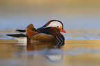 Mandarin duck