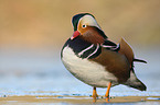 Mandarin duck