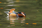 Mandarin duck