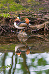 Mandarin duck