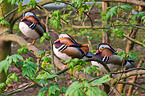 Mandarin ducks