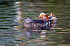 Mandarin ducks