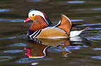 Mandarin duck