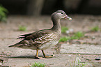 Mandarin duck