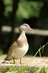 Mandarin duck