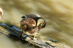 young Mandarin duck