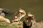 young Mandarin ducks