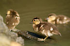 young Mandarin ducks