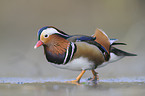 Mandarin duck