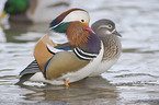 Mandarin ducks