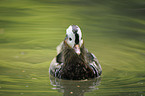 Mandarin duck