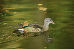 Mandarin duck