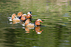 Mandarin ducks