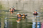 Mandarin ducks