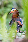 Mandarin duck