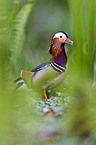 Mandarin duck