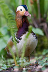 Mandarin duck