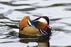 Mandarin duck