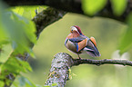 Mandarin Duck